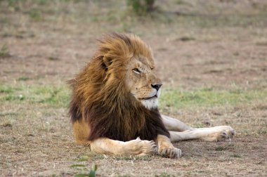 Aslan (Panthera leo)