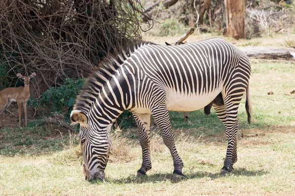 stock image Grevy's zebra (Equus grevyi)