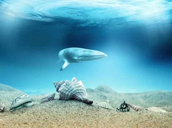 바다에 사는 고래 — 스톡 사진