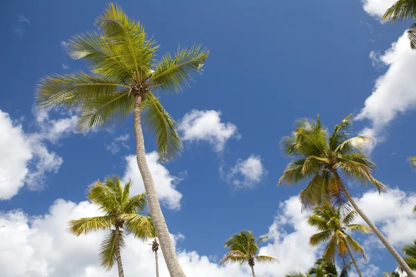 Stock image Palm trees