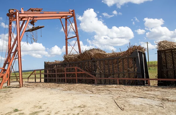 stock image Sugar cane