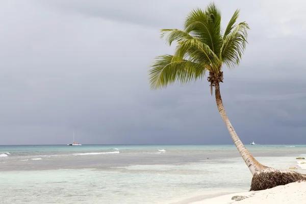 Palmeira na praia tropical — Fotografia de Stock