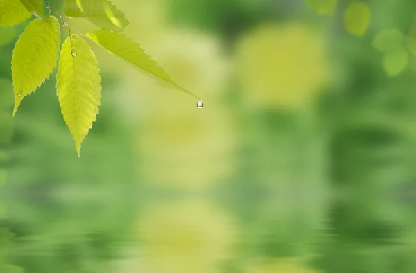 Blad och droppe vatten — Stockfoto