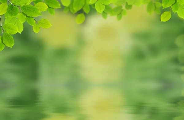 葉と水の滴 — ストック写真