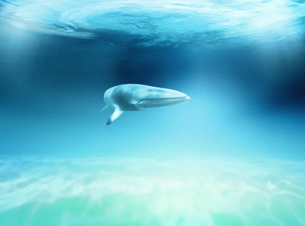 바다에 사는 고래 — 스톡 사진