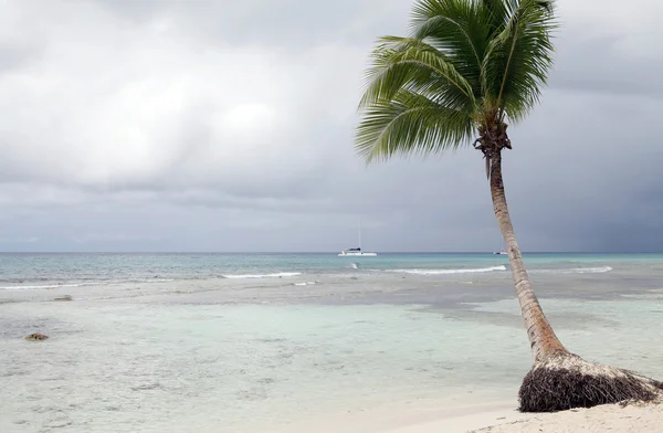Palmera en la playa tropical — Foto de Stock