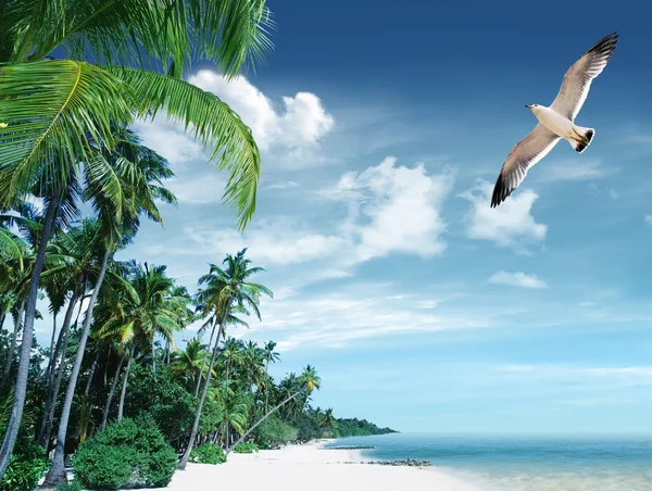 Playa tropical y palmeras — Foto de Stock
