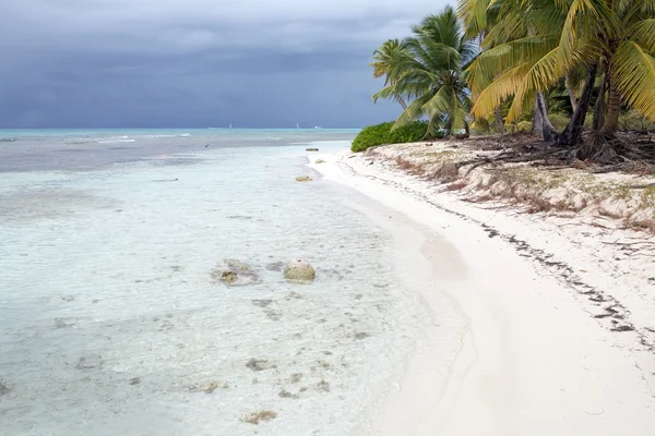 Tropické pláže a palmami stromy — Stock fotografie