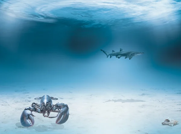 수중 생물 — 스톡 사진