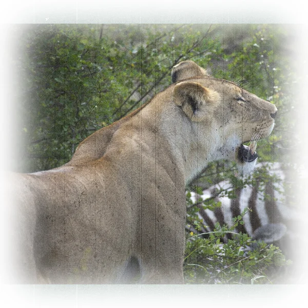 Αφρικανική λέαινα (Panthera leo) — Φωτογραφία Αρχείου