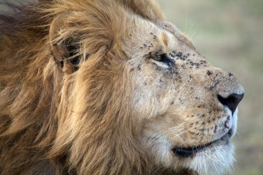 Afrika aslanı (Panthera leo)