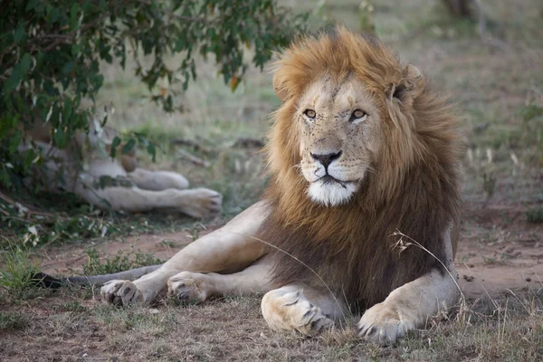 Afrikanischer Löwe (Panthera leo) — Stockfoto
