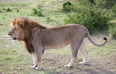 Afrika aslanı (Panthera leo)