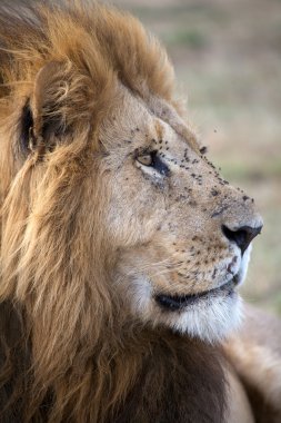 Afrika aslanı (Panthera leo)