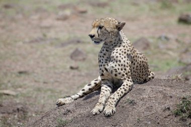 Çita (Acinonyx jubatus)