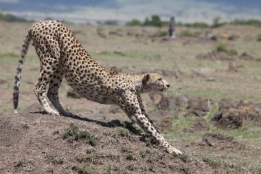 Çita (Acinonyx jubatus)