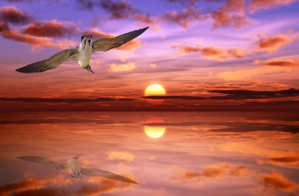Чайка на заході сонця — стокове фото