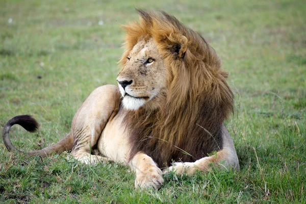 Afrikaanse leeuw (Panthera leo) — Stockfoto