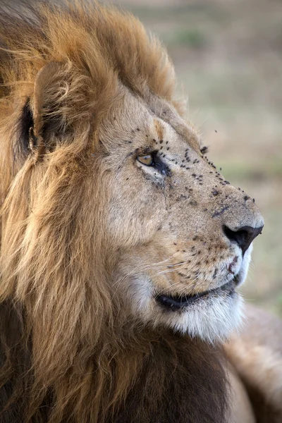 Lion d'Afrique (Panthera leo ) — Photo