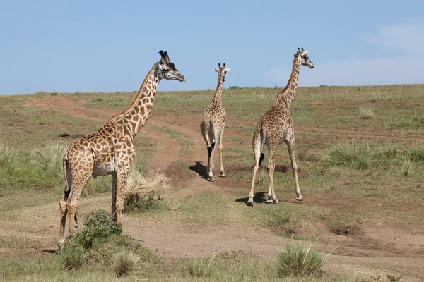 Jirafa (Giraffa camelopardalis ) — Foto de Stock