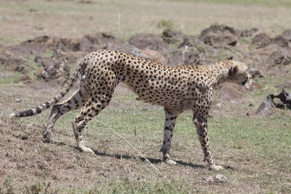 Geparden (acinonyx jubatus)) — Stockfoto