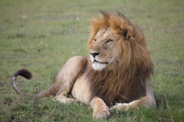 Afrika aslanı (Panthera leo)