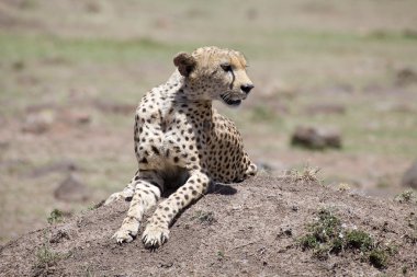 Çita (Acinonyx jubatus)