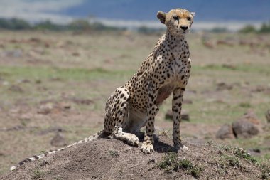 Çita (Acinonyx jubatus)