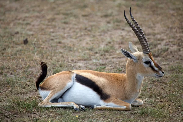 Gazela de Thomson (Gazella thomsonii ) — Fotografia de Stock