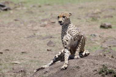 Çita (Acinonyx jubatus)