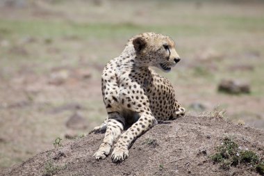 Çita (Acinonyx jubatus)