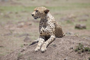 Çita (Acinonyx jubatus)