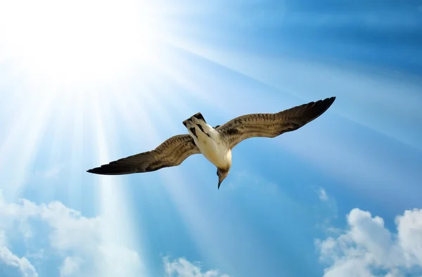 Gökyüzünde martı — Stok fotoğraf