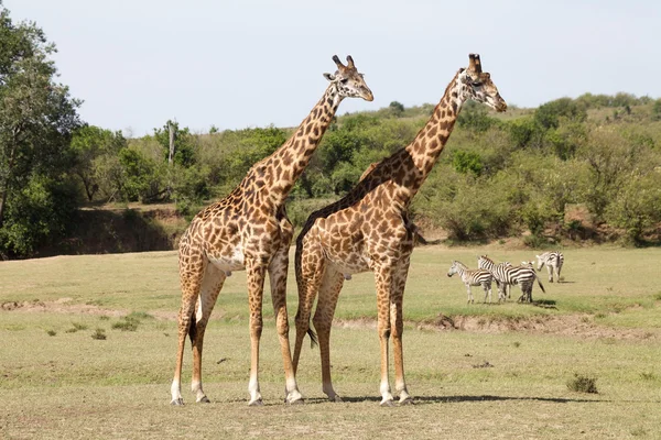 Žirafa (giraffa souhvězdí žirafy) — Stock fotografie