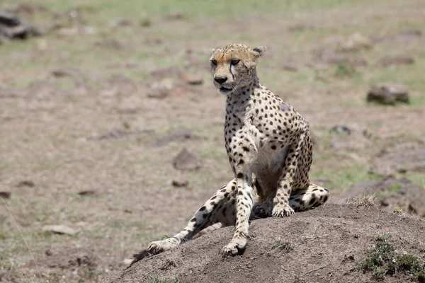 Cheetah (Acinonyx jubatus) — Stockfoto
