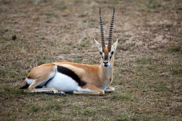 Gazela de Thomson (Gazella thomsonii ) — Fotografia de Stock