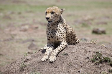 Çita (Acinonyx jubatus)