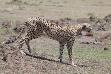 Çita (Acinonyx jubatus)