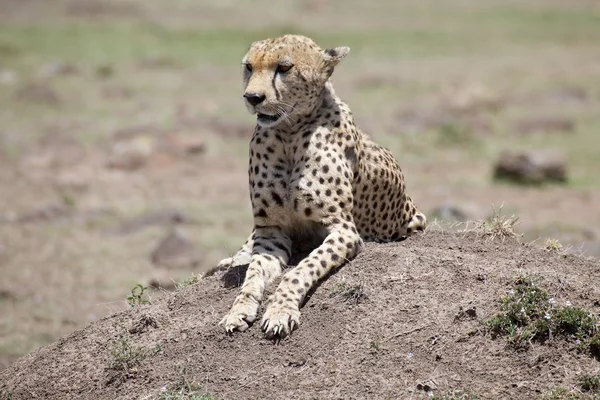 Cheetah (Acinonyx jubatus) — Stock Photo, Image