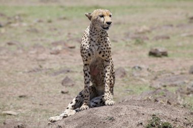 Çita (Acinonyx jubatus)