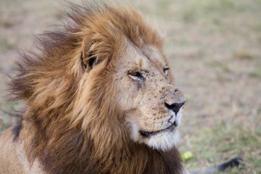 Afrika aslanı (Panthera leo)