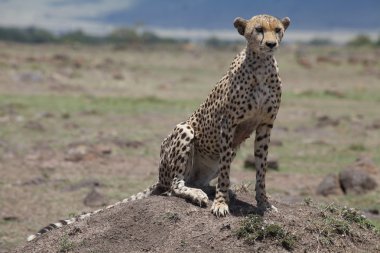 Çita (Acinonyx jubatus)