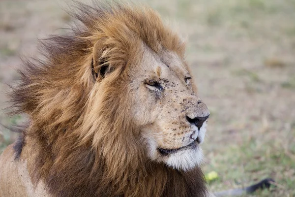 Afrika aslanı (Panthera leo) — Stok fotoğraf