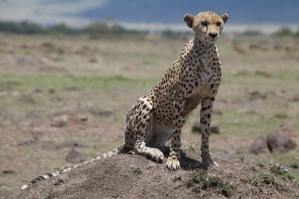 Cheetah (Acinonyx jubatus) — Fotografie, imagine de stoc