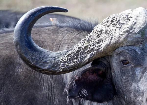 Африканські буйволи мис гонки (Sincerus caffer) — стокове фото