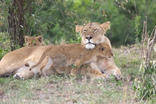 Leoa africana e filhotes (Panthera leo ) — Fotografia de Stock