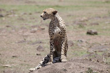 Çita (Acinonyx jubatus)