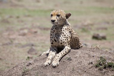 Çita (Acinonyx jubatus)