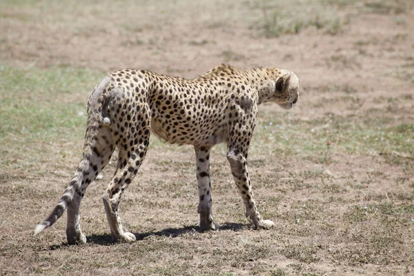Gepard štíhlý (Acinonyx jubatus) — Stock fotografie