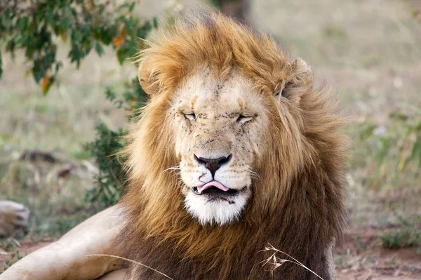 Lion (panthera leo) — Stockfoto